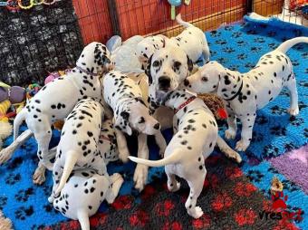 Ράτσα: Δαλματίας - Dalmatian | Ηλικία: 3 μηνών | Φύλο: Αρσενικό | Αρ. Microchip: 978101082345603 | Ιδιώτης | Εκπαιδευμένο | Pedigree | Περιοχή: Αθήνα, Αττική